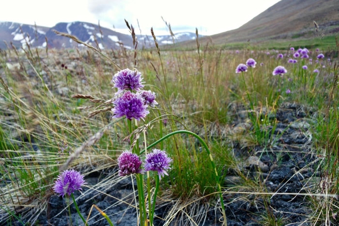 Алтайский дикий лук