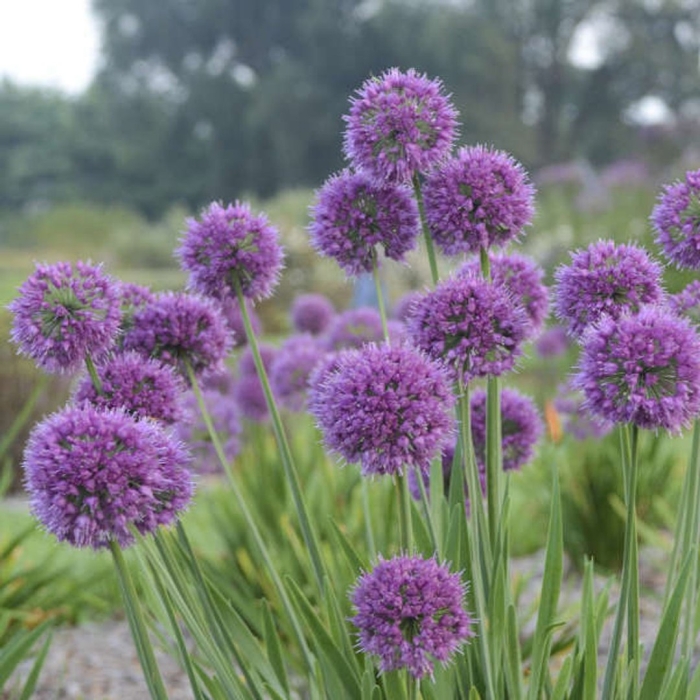 Allium giganteum