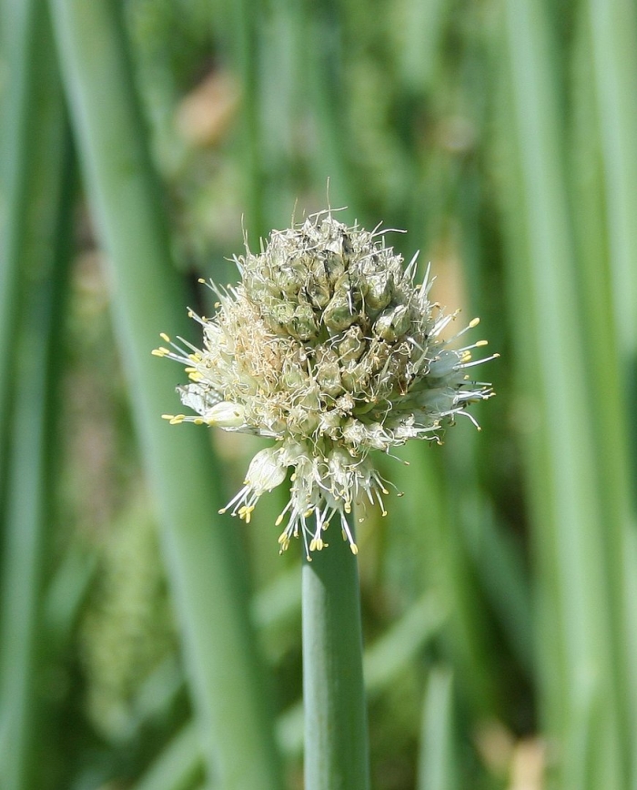 Allium altaicum pall