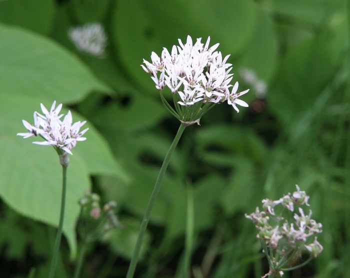Лук allium ramosum
