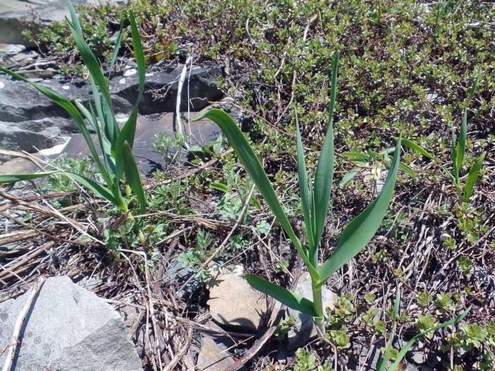 Лук косой уксун