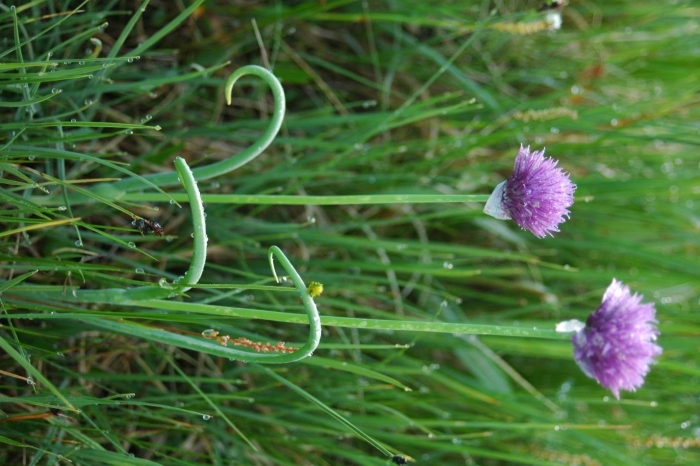Лук шнитт (лук скорода)