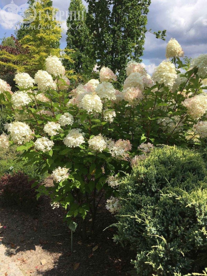 Гортензия фантом метельчатая