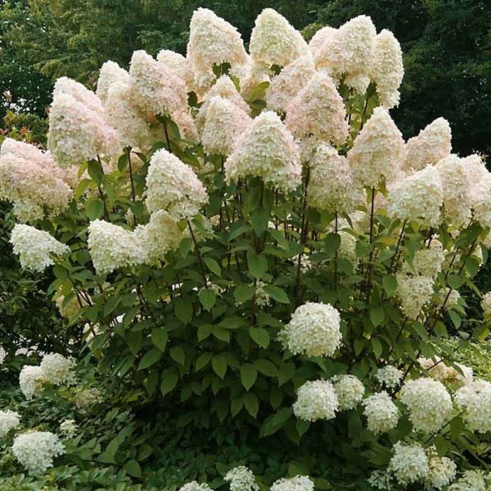 Гортензия метельчатая грандифлора