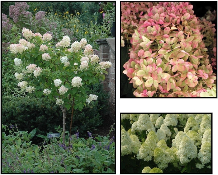 Гортензия метельчатая самер сноу