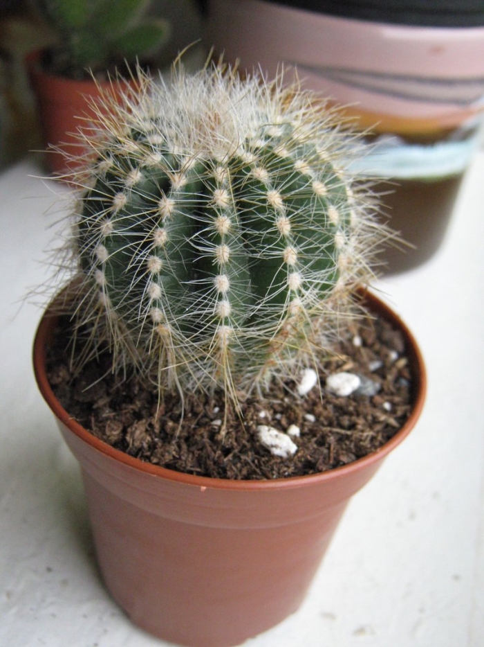 Нотокактус магнификус