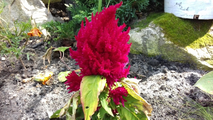 Целозия серебристая перистая