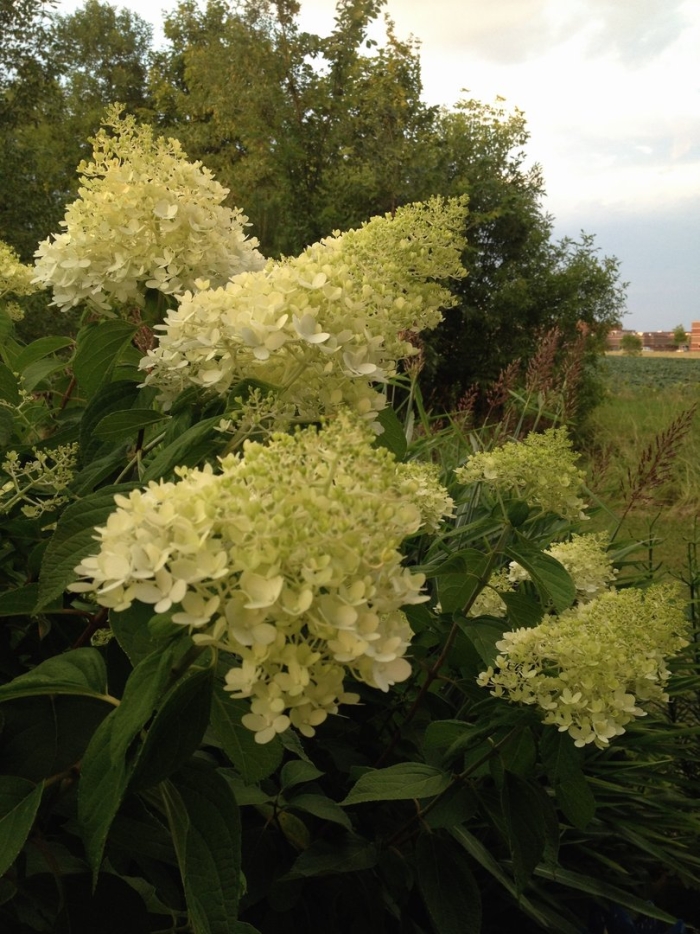 Киушу гортензия