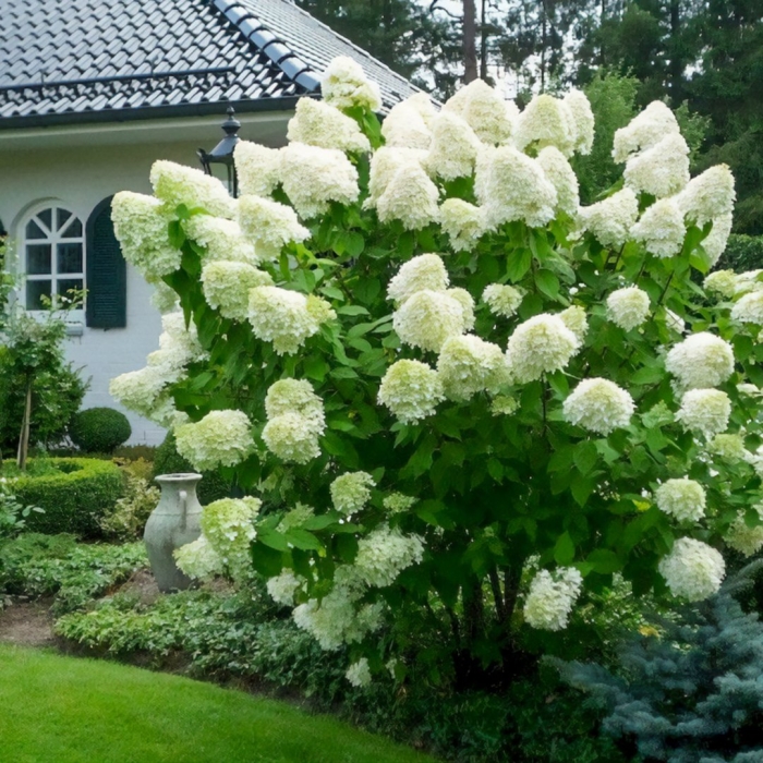 Гортензия метельчатая полярный медведь