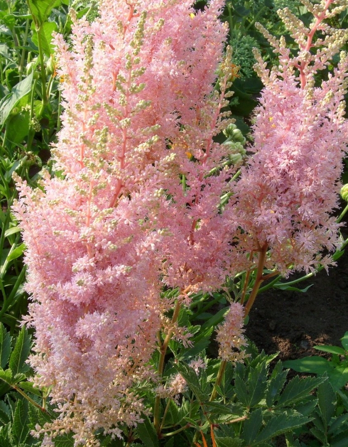 Астильба цветок