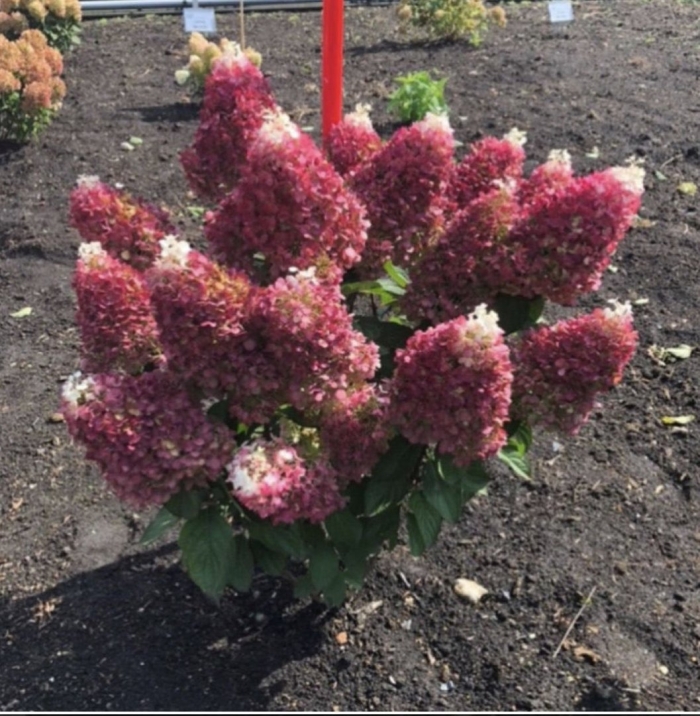 Гортензия метельчатая ред вельвет