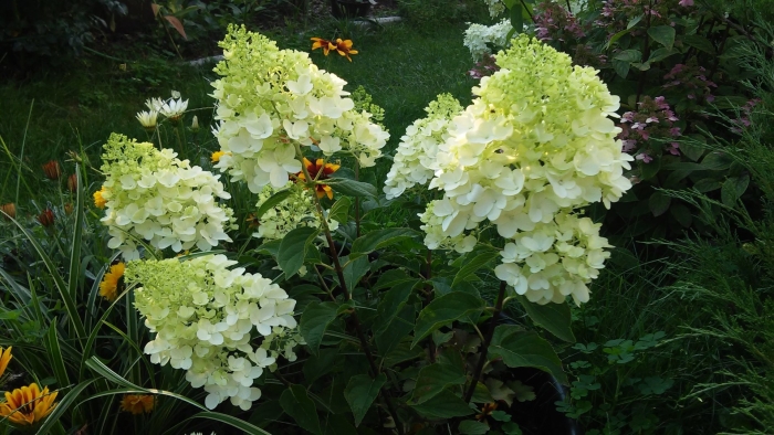 Гортензия метельчатая долли