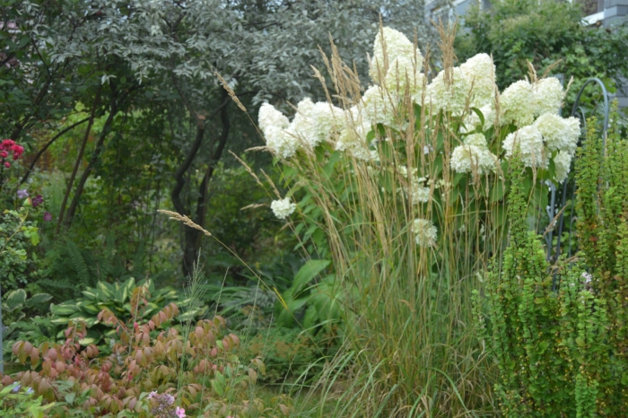 Киушу гортензия метельчатая