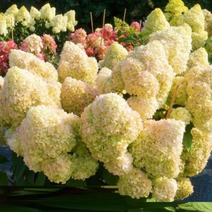 Гортензия метельчатая диамантино