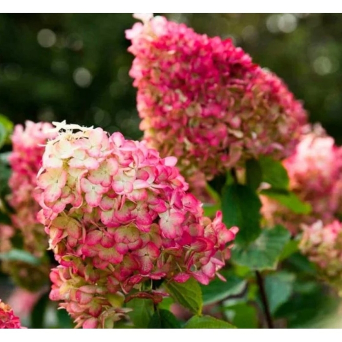 Гортензия метельчатая колорфул коктейль