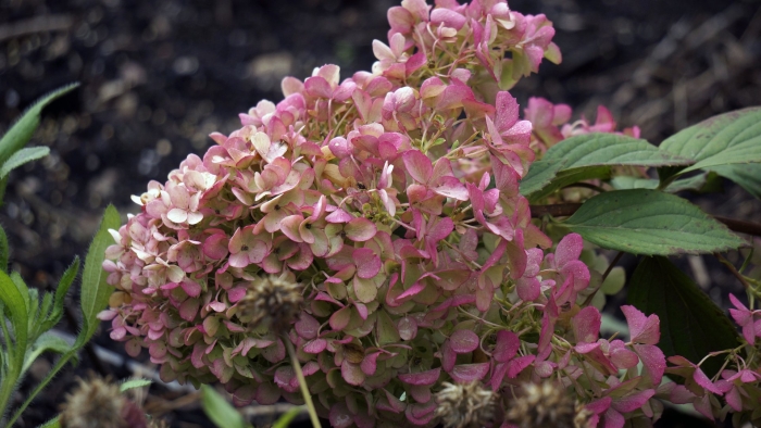 Гортензия пинк леди
