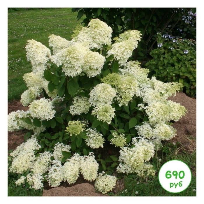 Гортензия дентель де горрон