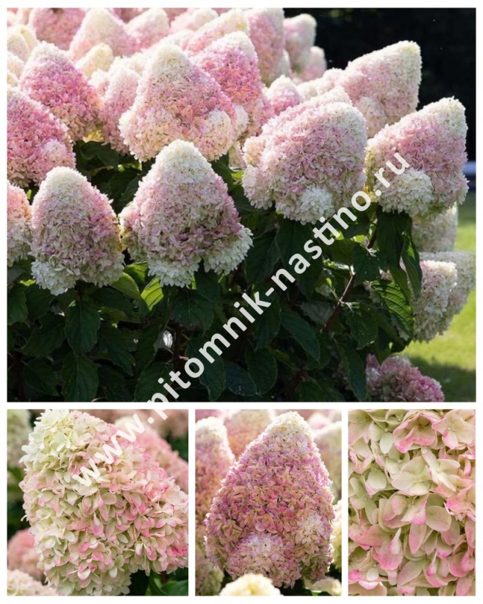 Гортензия метельчатая саммер лав