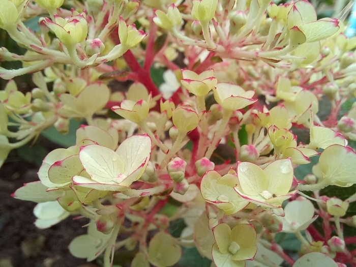 Гортензия метельчатая pastelgreen