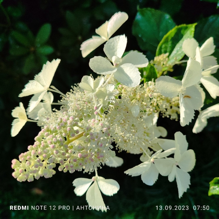 Гортензия метельчатая вайт