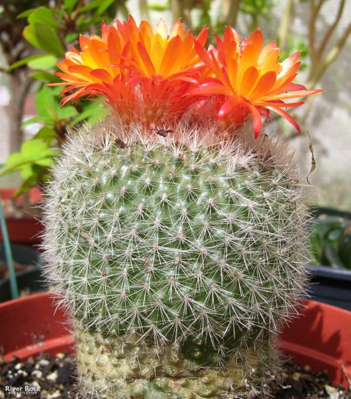 Нотокактус хазельберга