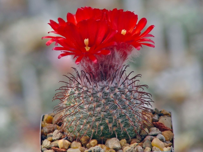 Кактус parodia magnifica