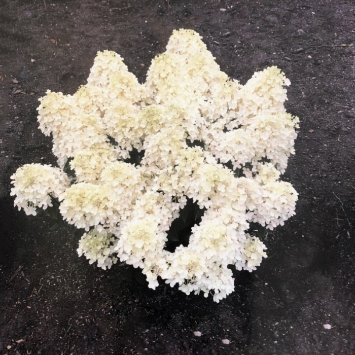 Гортензия милк энд хани