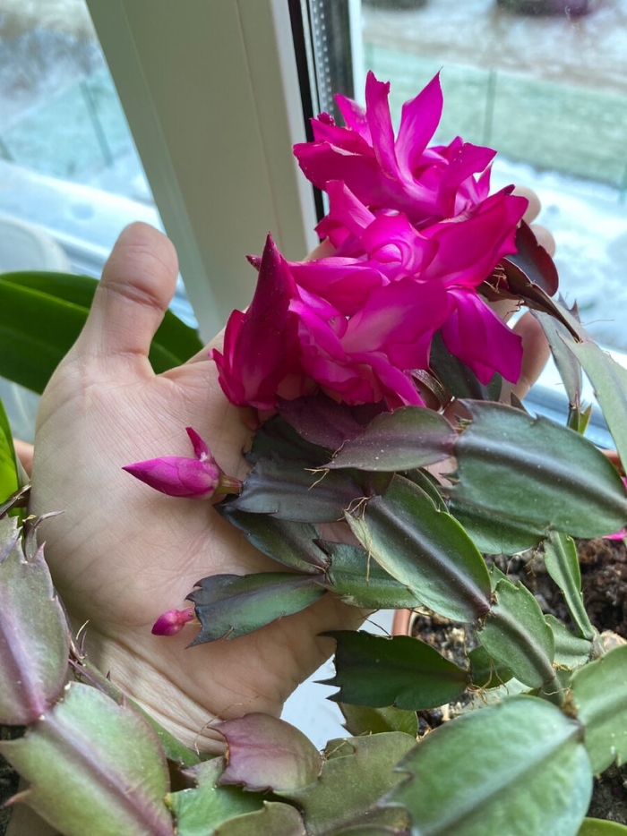 Шлюмбергера декабрист зигокактус