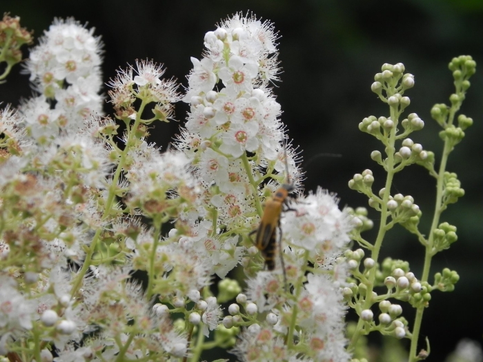 Спирея иволистная альба
