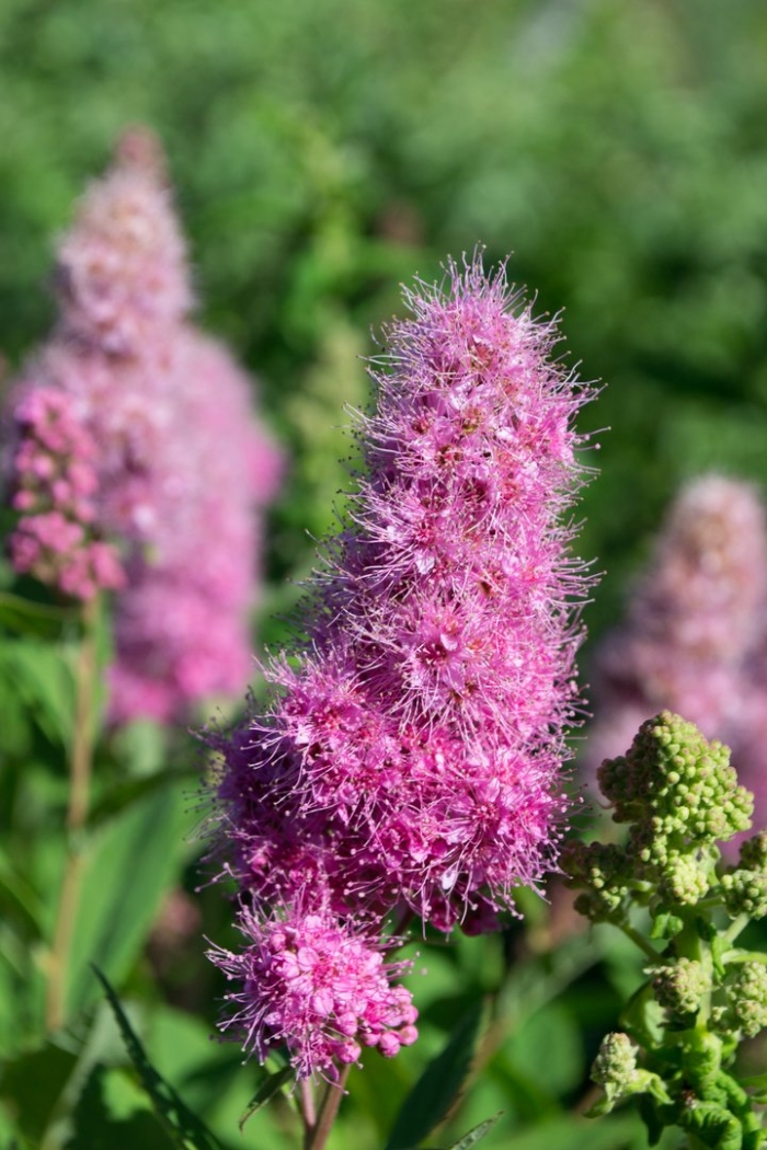 Спирея билларда триумфанс