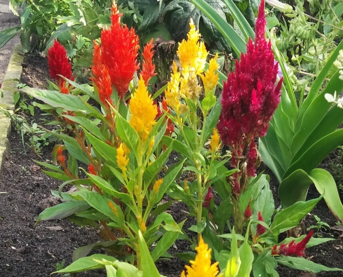 Целозия перистая малютка