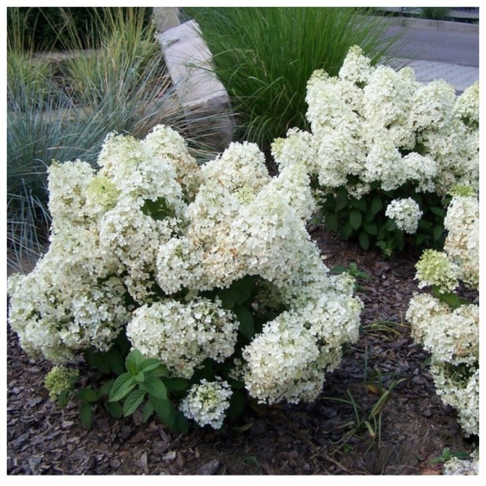 Гортензия метельчатая бобо