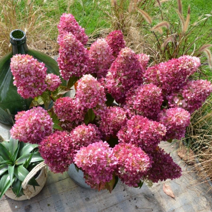 Ред лайт гортензия метельчатая