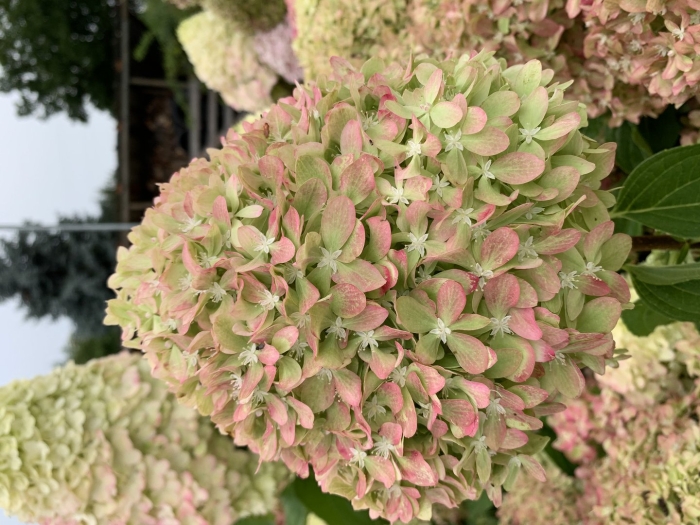 Би грин гортензия метельчатая