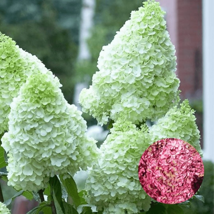 Пандалус гортензия метельчатая