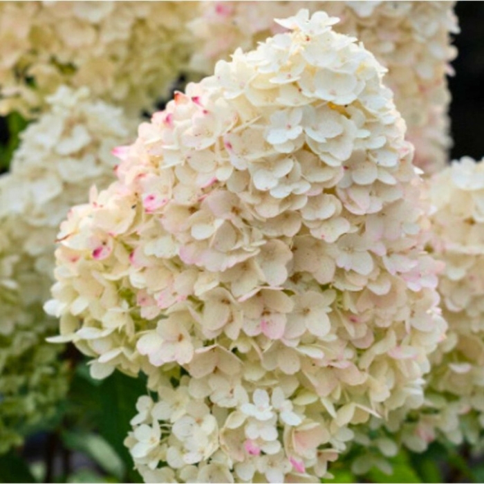 Гортензия метельчатая шуга раш