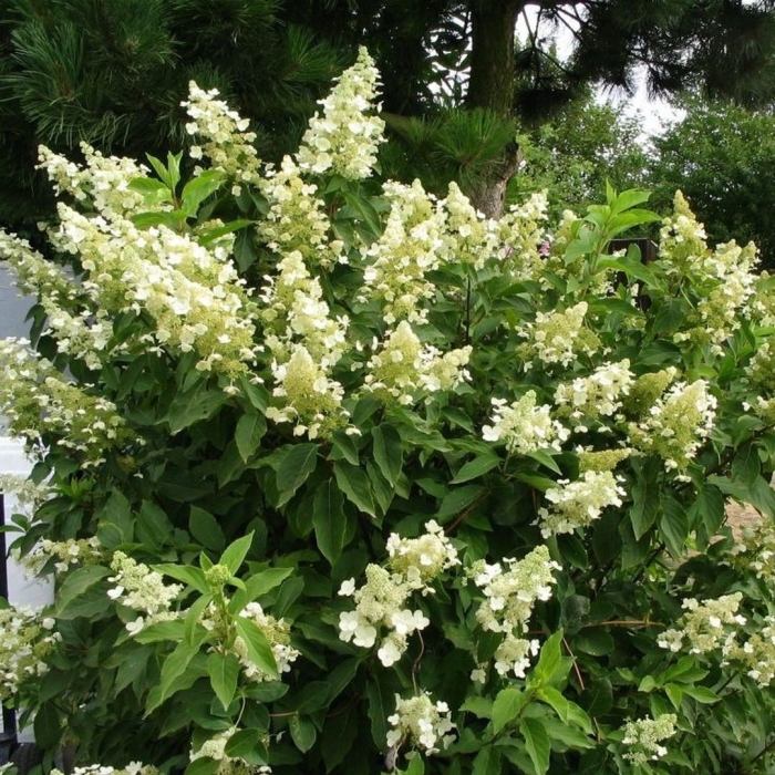 Гортензия метельчатая киушу