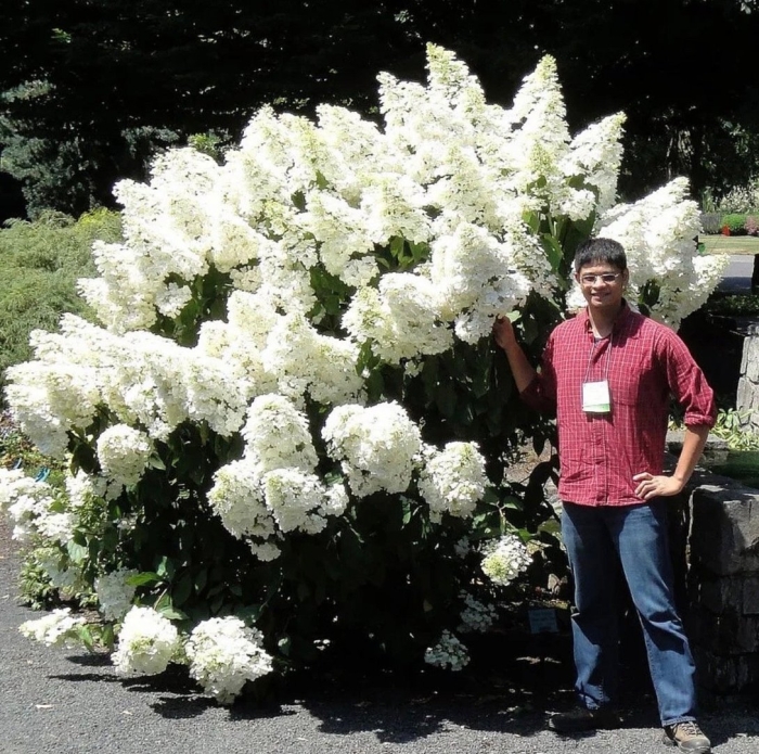 Гортензия метельчатая юник