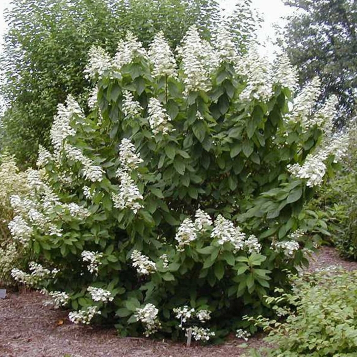 Гортензия метельчатая тардива