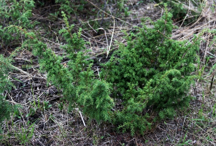 Можжевельник верес