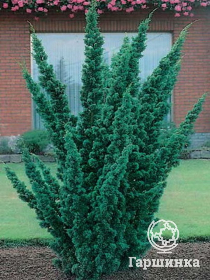 Можжевельник китайский блаув