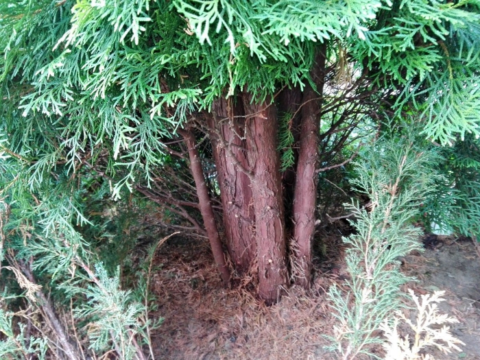 Можжевельник смарагд