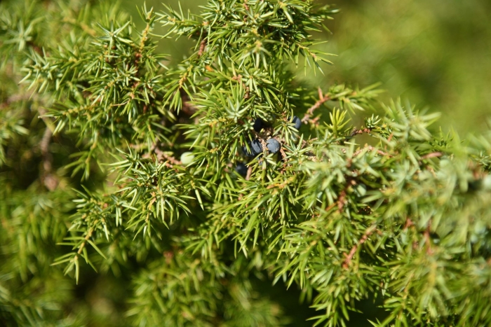Можжевельник juniperus communis