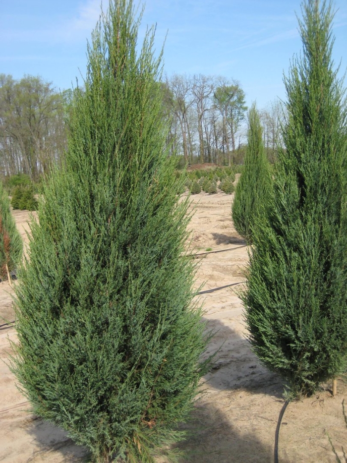Можжевельник скальный фишт