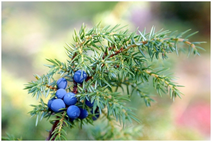 Можжевельник обыкновенный juniperus communis