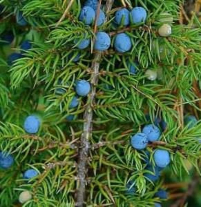 Можжевельник семейства кипарисовых