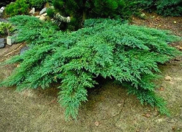 Рокери джем можжевельник