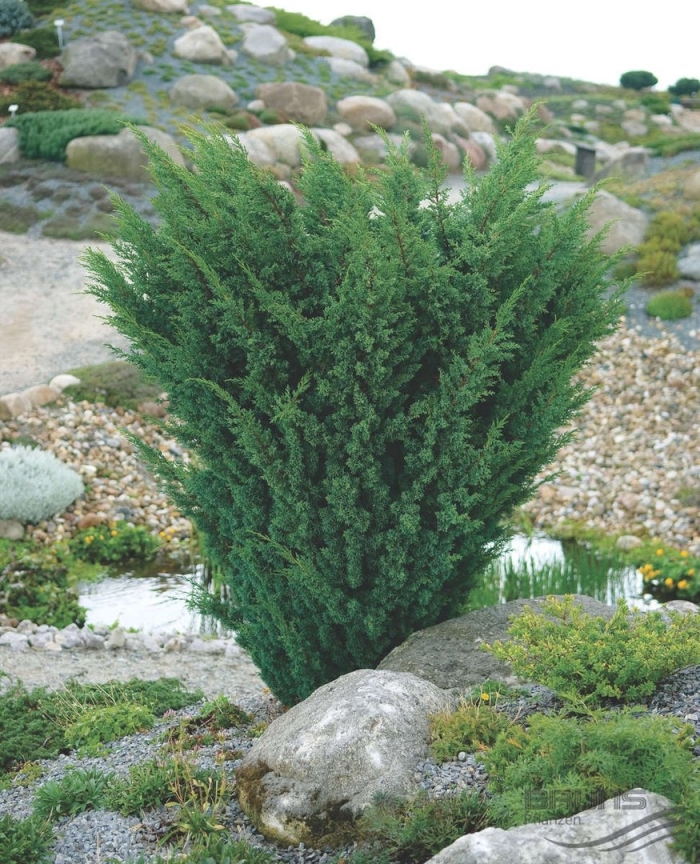 Можжевельник китайский blaauw