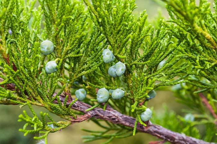 Juniperus virginiana