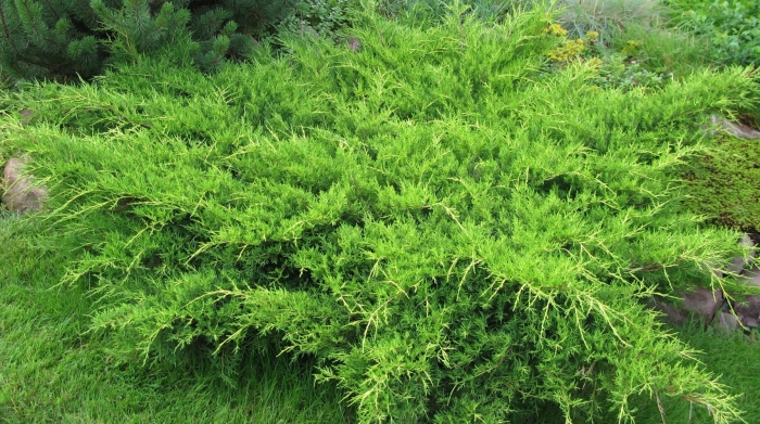 Можжевельник минт джулеп